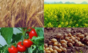 सर्दियों में उगाई जाने वाली बेहतरीन फसलें