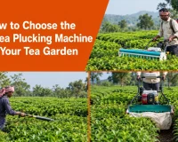 Tea Plucking Machine